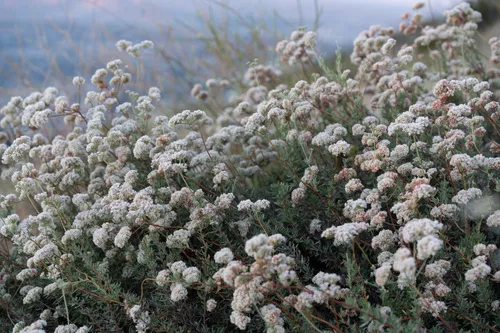 Eastern Mojave Buckwheat (var. flavoviride) — photo by Eric Koberle