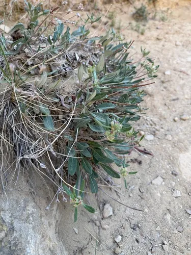 Alpine Golden Buckwheat