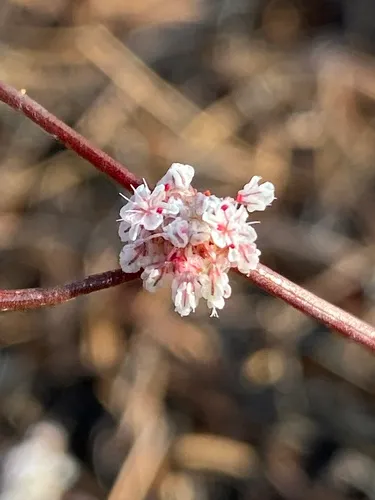 Baja Buckwheat — photo by Mannuel Nevarez Flores