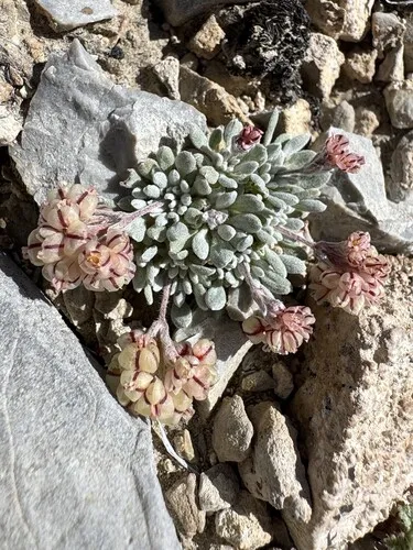 Gilman's Buckwheat — photo by dana_york