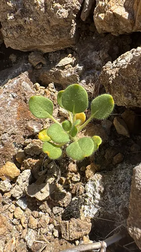 Acorn Buckwheat
