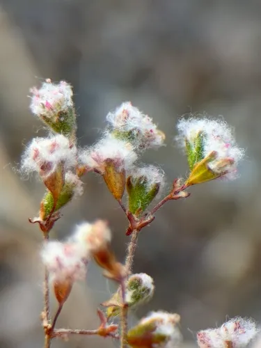 Cottony Buckwheat — photo by Alex Heyman