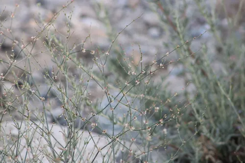 Slender Woolly Buckwheat (var. gracile) — photo by Steven Kurniawidjaja