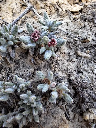 White Mountain Buckwheat — photo by Richard Rachman