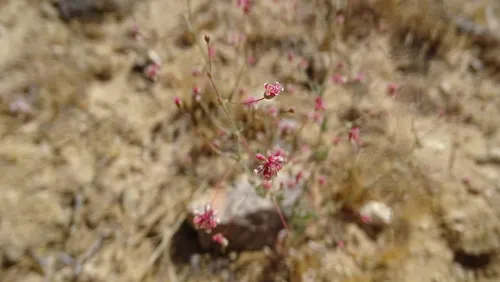 Rose And White Buckwheat — photo by thewingedcarnotaurus