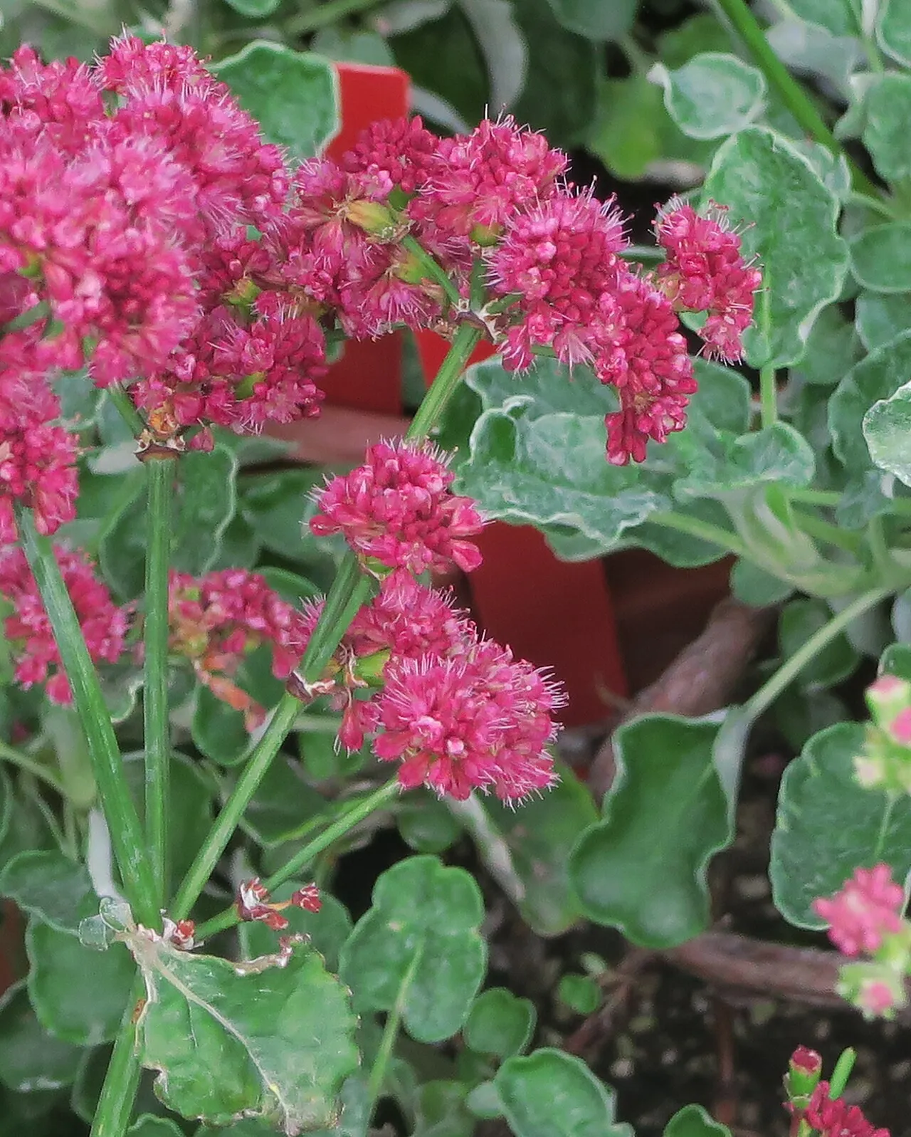 Redflower Buckwheat (var. grande) — photo by John Rusk from Berkeley, CA, United States of America