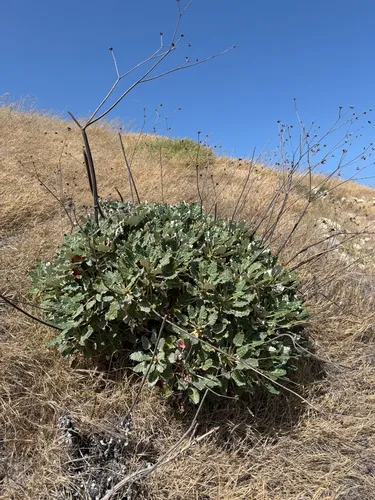 Redflower Buckwheat — photo by Matt Benjamin