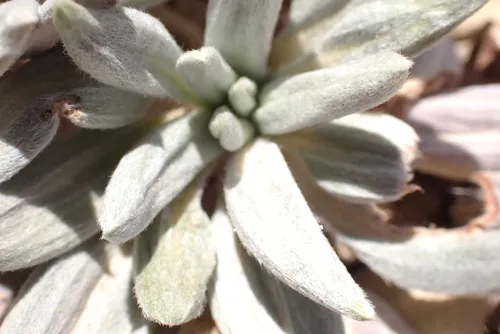 Havard's Buckwheat — photo by lynnwchen