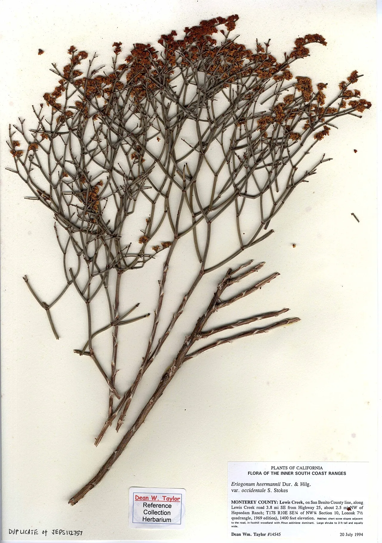 Western Heermann's Buckwheat (var. occidentale) — photo by Dean Wm. Taylor