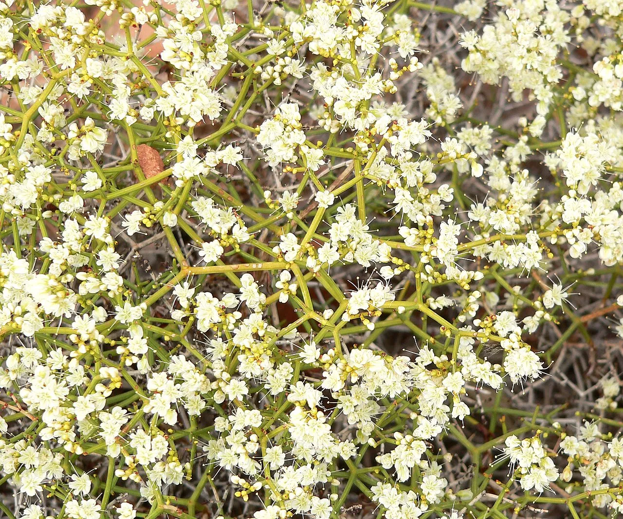 Heermann's Buckwheat (var. sulcatum) — photo by Stan Shebs