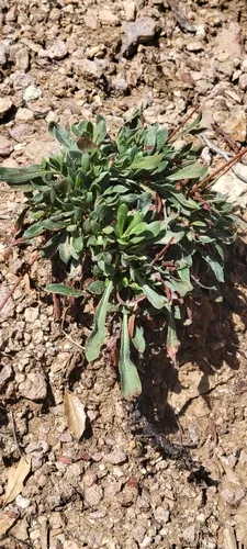 Chisos Mountain Buckwheat — photo by dirtbagbotany