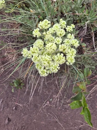 Parsnipflower Buckwheat — photo by kittimccoy