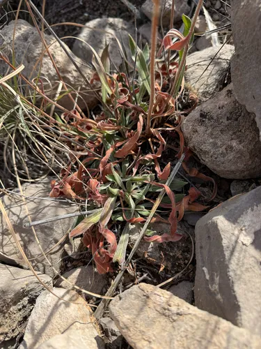 Hawkweed Buckwheat — photo by Michael Shoop