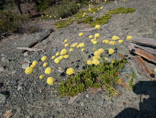 Klamath Mountain Buckwheat — photo by Trevor Van Loon