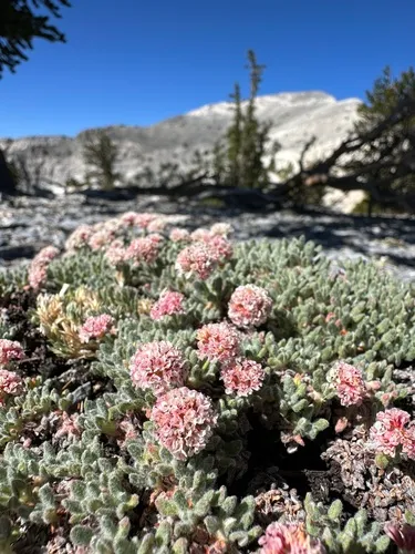 Snake Range Buckwheat — photo by Matt Berger