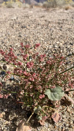 Hooker's Buckwheat — photo by Michelle Skip Vasquez