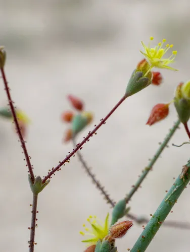 Howell's Buckwheat — photo by Matt Berger
