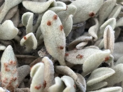 Frosted Buckwheat — photo by Damon Tighe