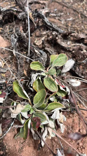 James' Buckwheat — photo by Kylee Taylor
