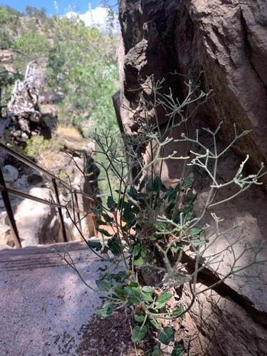 Jones' Buckwheat — photo by Sequoia Janirella Wrens