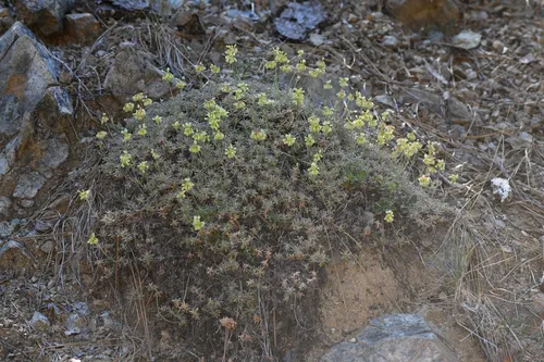 Red Mountain Buckwheat — photo by Trevor Van Loon