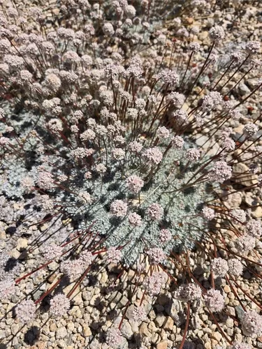 Kennedy's Buckwheat — photo by marmot0419