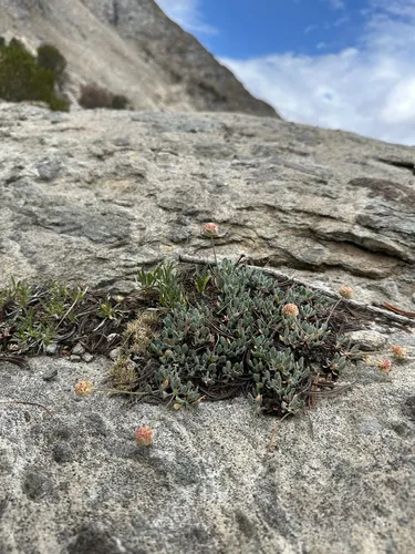 Ruby Mountain Buckwheat — photo by Blake Ferrell
