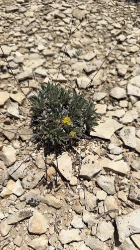 Woollycup Buckwheat — photo by Andrew Dreelin