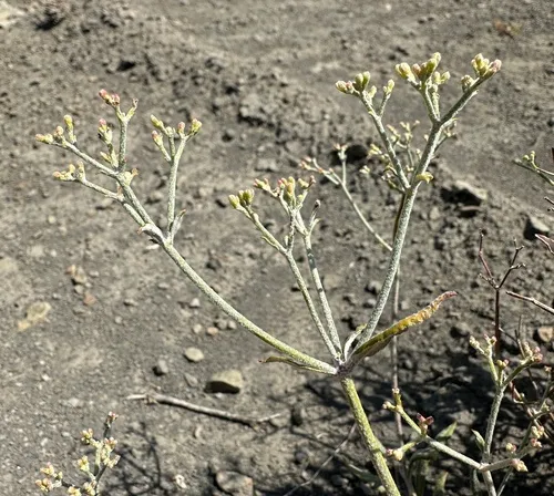 Lanceleaf Buckwheat — photo by Matt Berger