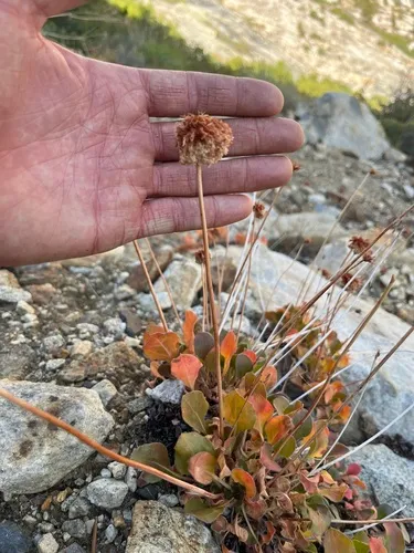Inyo Buckwheat — photo by Dean Lyons