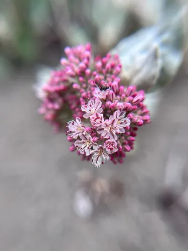 Seaside Buckwheat — photo by Thérèse Burns