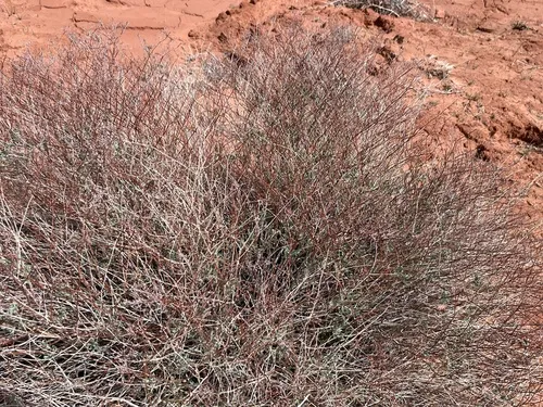 Sand Buckwheat (var. leptocladon) — photo by timheaton