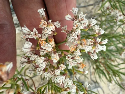 Slenderleaf Buckwheat — photo by Scott Harris