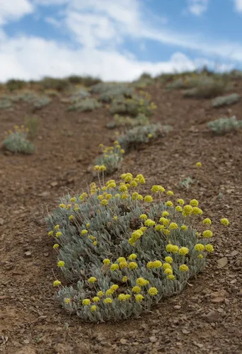 Lewis' Buckwheat — photo by Bryce Silver-Bates