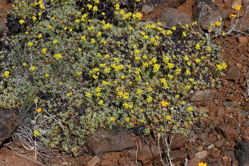 Dubakella Mountain Buckwheat — photo by Trevor Van Loon