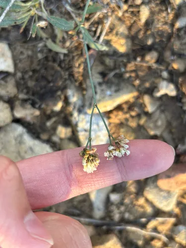 Spearleaf Buckwheat — photo by Sequoia Janirella Wrens