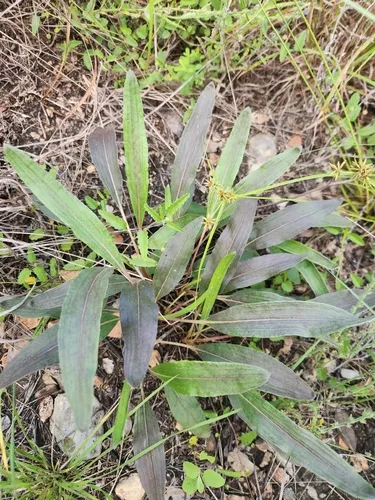 Harper's Buckwheat (var. harperi) — photo by Fran Hutchins
