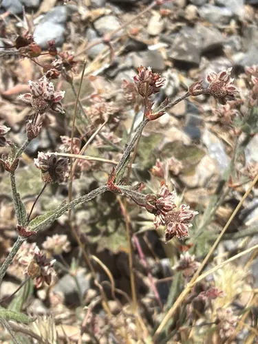 Spotted Buckwheat — photo by Aaron Liston