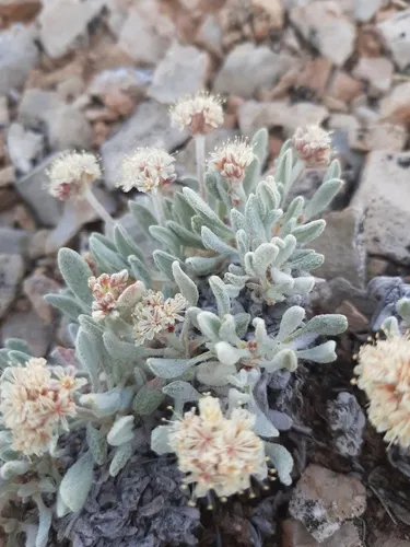 Imperfect Buckwheat — photo by Dalton Spencer