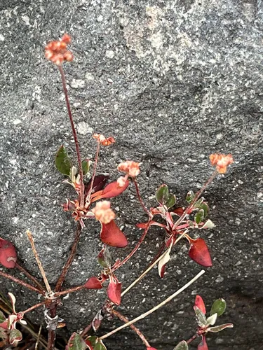 Marumleaf Buckwheat — photo by Jean Replicon