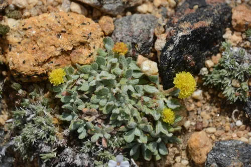Bridle Buckwheat — photo by Finn McGhee