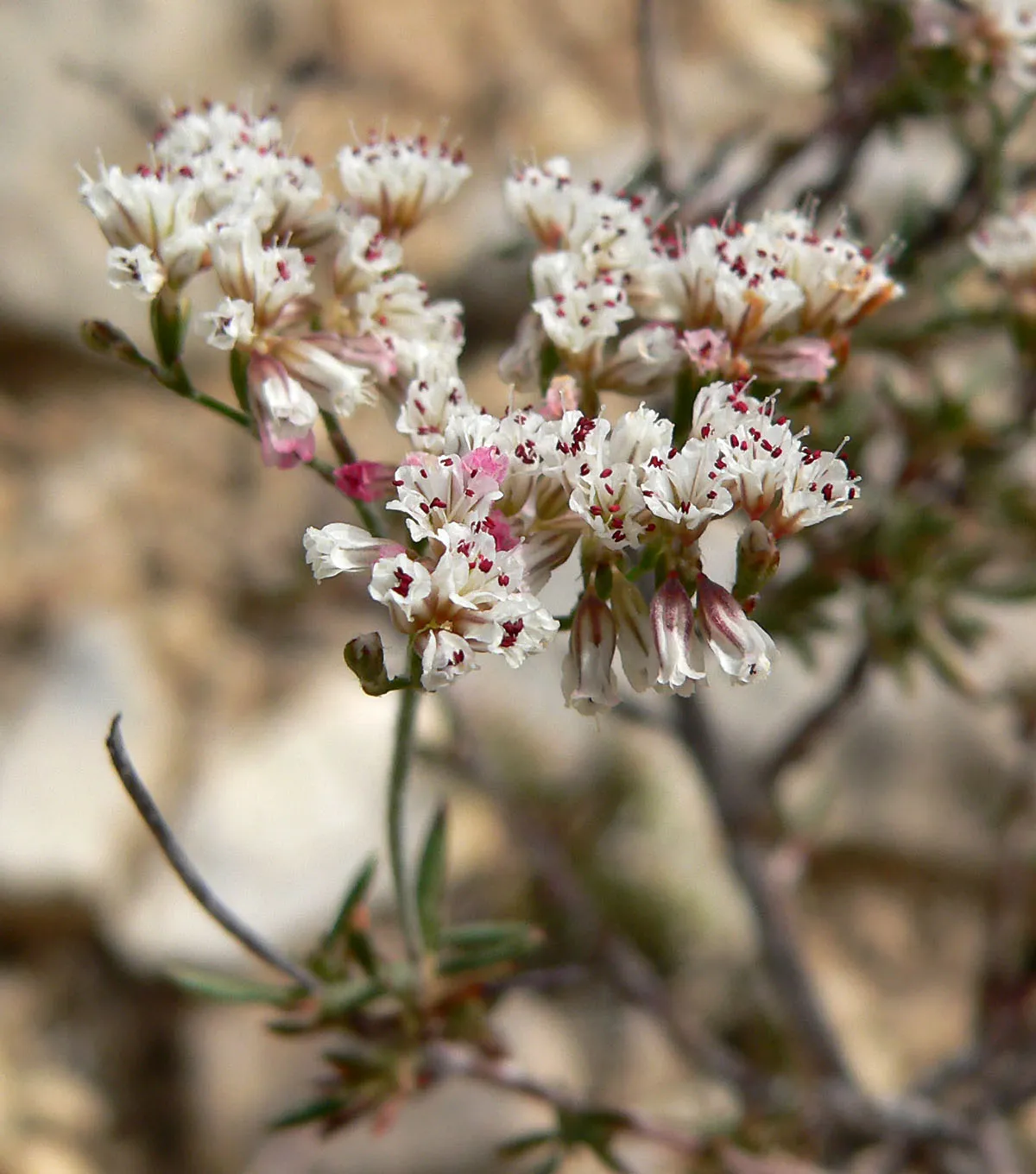 Slender Buckwheat — photo by Stan Shebs