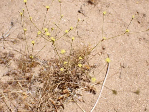 Western Mojave Buckwheat — photo by Cedric Lee