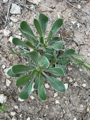 Irion County Buckwheat — photo by austinbwood