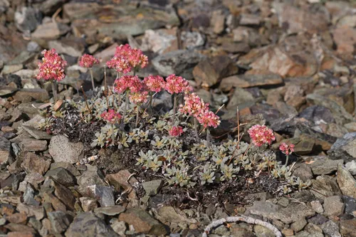 Snow Mountain Buckwheat — photo by Trevor Van Loon