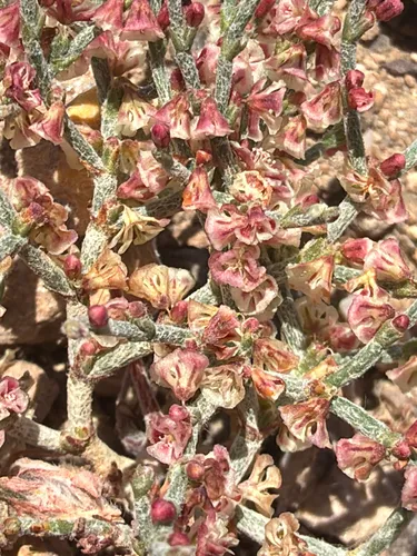 Birdnest Buckwheat — photo by Aaron Liston