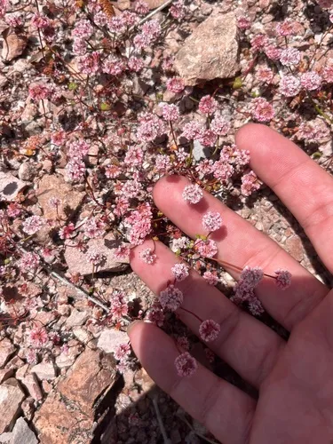 Pinnacles Buckwheat — photo by Ryan Myers