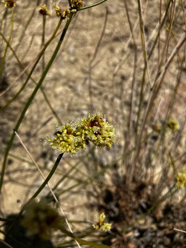 False Naked Buckwheat — photo by Riley Frasier