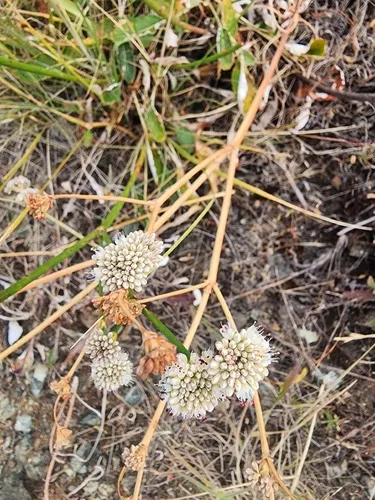Naked Buckwheat — photo by Rupert Clayton