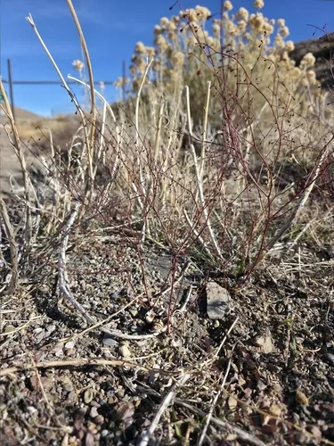 Dugway Buckwheat — photo by Braydon Lake